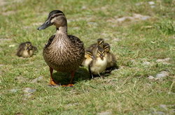famille canard